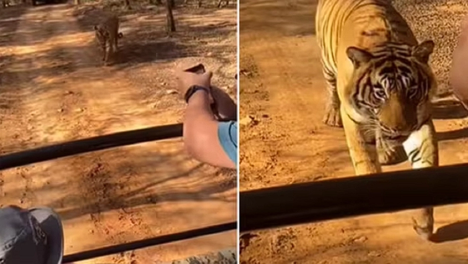 Tiger schleicht sich an Gäste in einem Safari-Fahrzeug heran: Sie beginnen zu schreien, als er das Auto erreicht