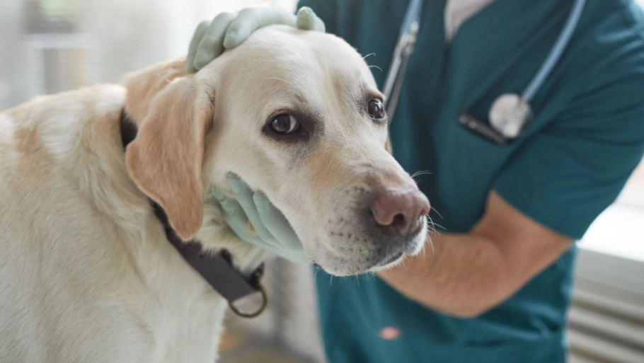 7 menschliche Lebensmittel, die Ihrem Hund schaden können