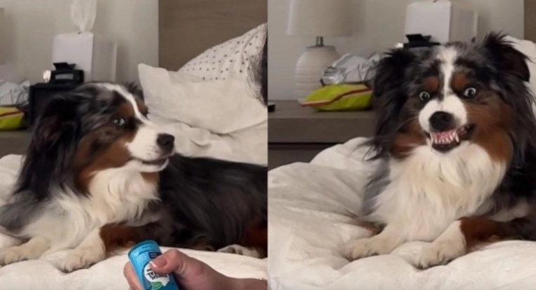 Video: Die urkomische Reaktion eines Hundes, wenn sein Besitzer seine Zähne putzt
