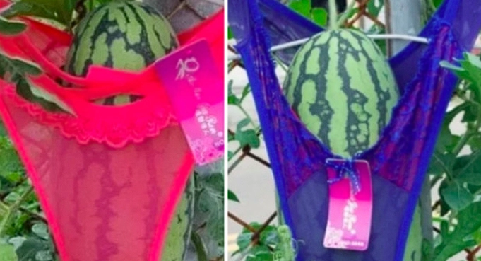 Bauer kleidet Wassermelonen in Höschen: Soziale Medien spotten, doch es gibt einen ernsten Grund dafür