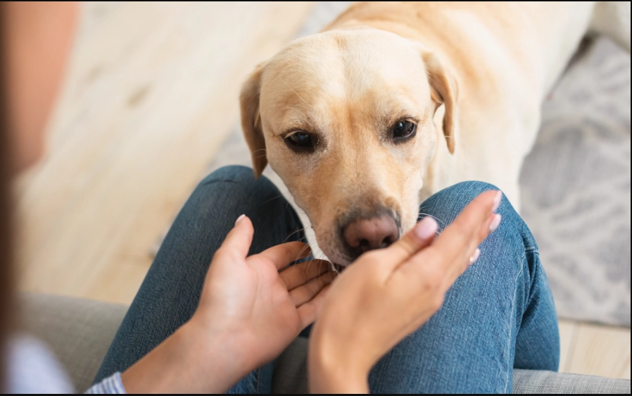 Ist Ihr Hund wütend auf Sie? 6 Anzeichen, auf die Sie achten sollten