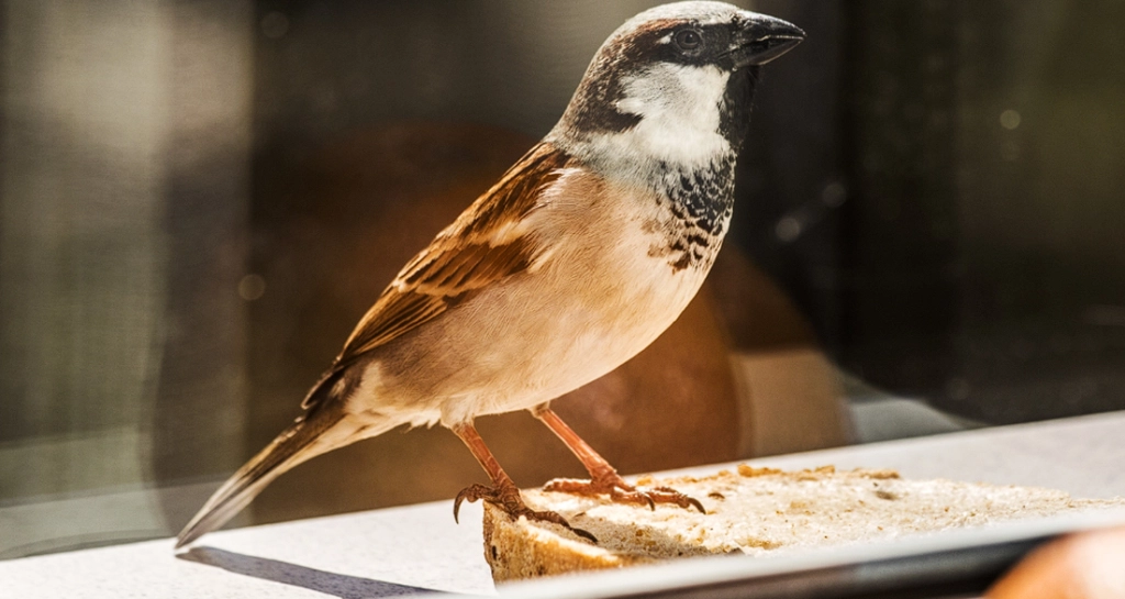 Vogel gegen Fenster geflogen? Nicht voreilig begraben