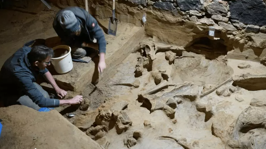Große Entdeckung: 300 Mammutknochen unter einem österreichischen Weinkeller gefunden