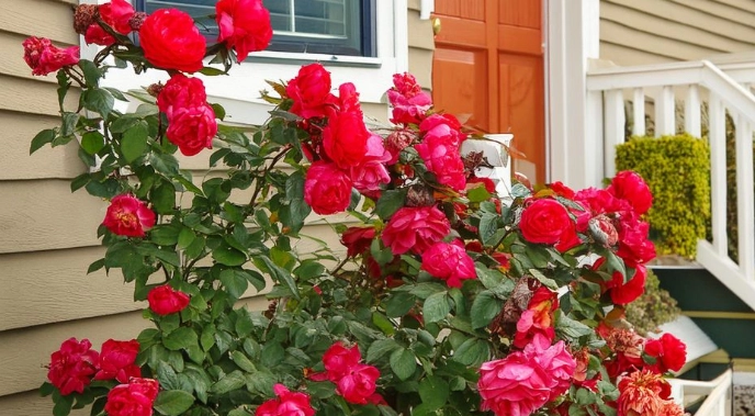 Steigern Sie die Blüten Ihrer Rosen fünfmal schneller mit diesem einen Supplement
