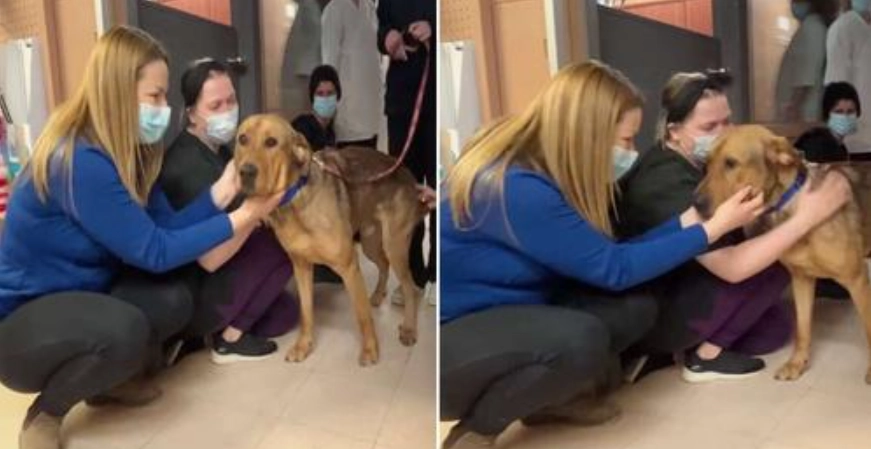 Langjähriger Tierheim-Hund weigert sich zu gehen, ohne jedem Mitarbeiter einen Abschiedskuss zu geben