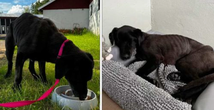 Hund Gulli wurde allein unter einem Steg gefunden – jetzt bekommt sie ein Zuhause