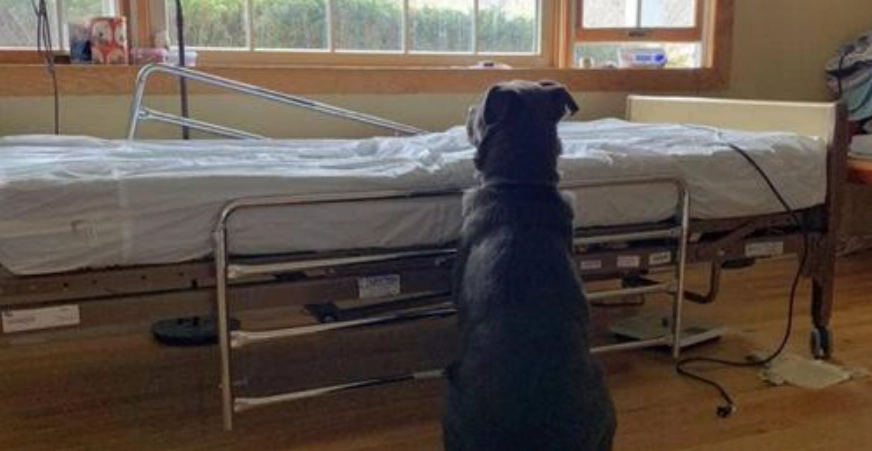 Hund verliert seinen besten Freund – sein Verhalten am Sterbebett seines Herrchens bricht einem das Herz