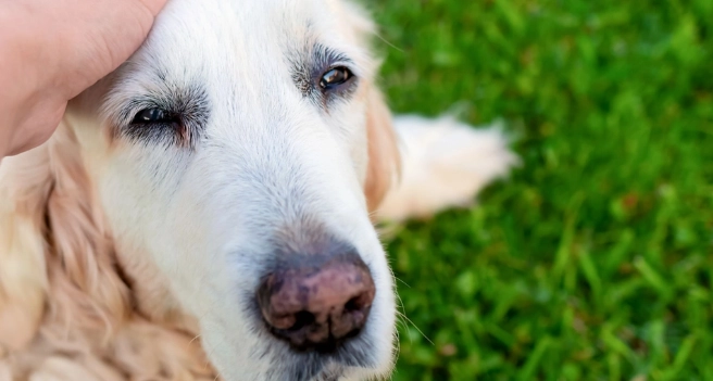 Die 10 ruhigsten Hunderassen, perfekt für jeden Hundebesitzer