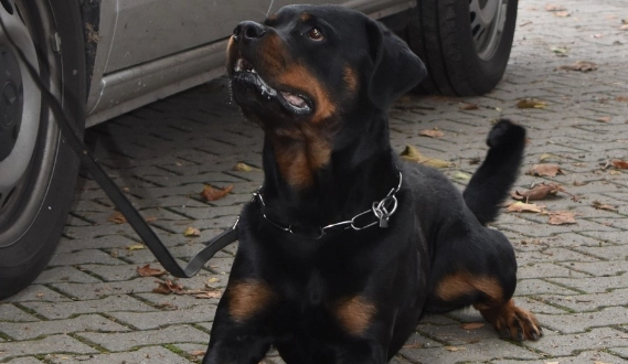 Polizeihund Leon sorgt für Festnahme: Jugendlicher LKW-Dieb gestellt