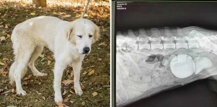Hund zeigt monatelang seltsames Verhalten: Tierarzt ist schockiert beim Anblick des Röntgenbildes
