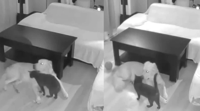 Hund und Katze alleine zu Hause: Besitzer fassungslos über das, was die Überwachungskamera zeigt