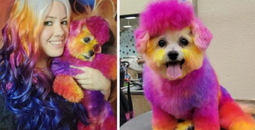 Frau färbt das Fell ihres Hundes in Regenbogenfarben – der Grund sorgt im Netz für Aufsehen