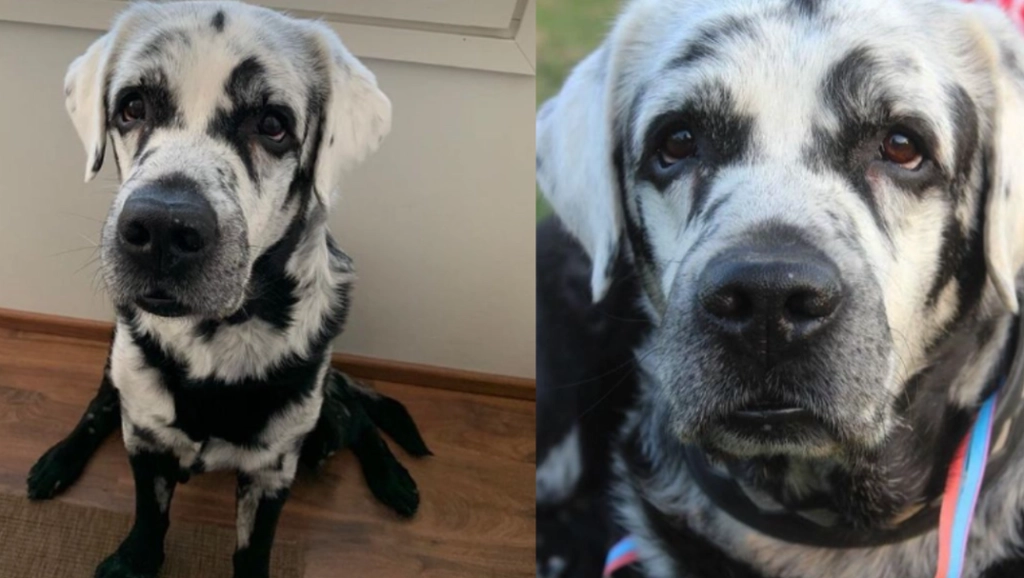 Treffen Sie Blaze: Der schwarze Labrador, der plötzlich weiß wurde
