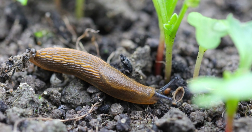 Viele werfen es fälschlicherweise weg: Verteilen Sie es im Garten und halten Sie