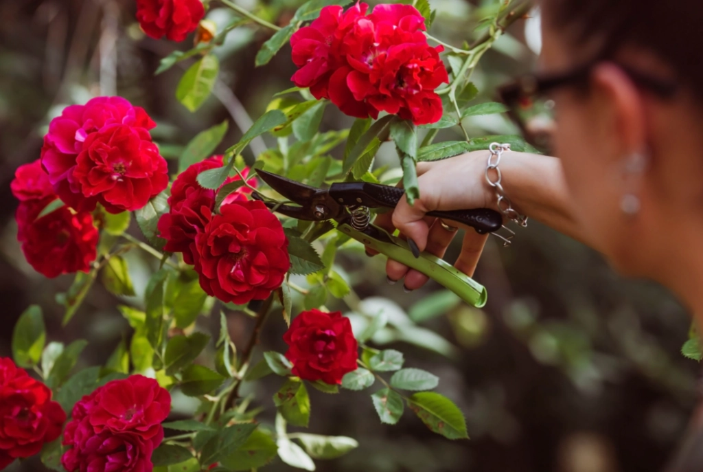 Darum ist Januar die beste Zeit für den Rosenschnitt