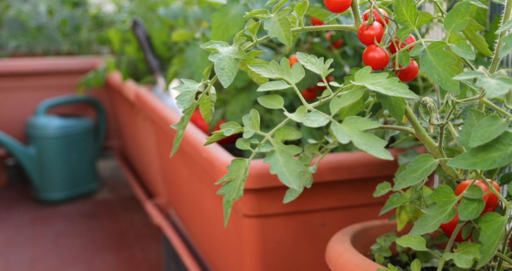 Kennen Sie diesen einfachen Trick? So erhalten Sie eine Extra-Ernte von Ihren Tomatenpflanzen