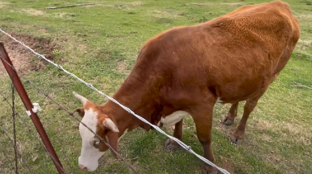 Kuh weint ununterbrochen nach vermisstem Kalb – aber schau, was passiert, als sie durch den Zaun blickt