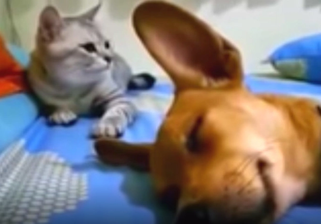 Hund furzt im Schlaf, die Reaktion der Katze auf das Geräusch bringt das Internet zum Lachen
