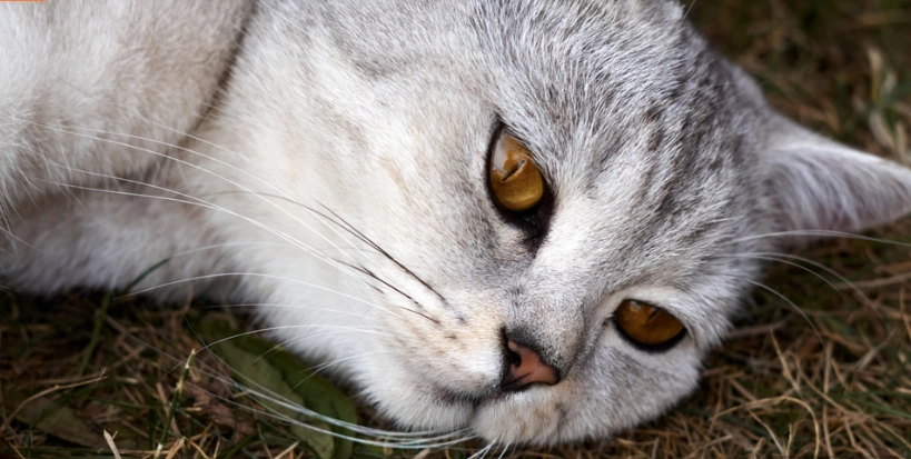 7 weniger bekannte Vorteile der Katzenhaltung: Was Sie wissen sollten
