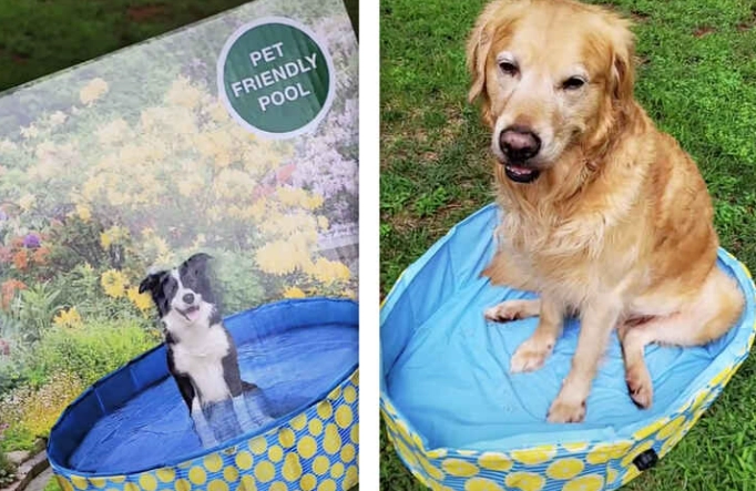Hundebesitzerin hatte die besten Absichten während der Hitzewelle: Ihr Kauf bei LIDL brachte alle zum Lachen