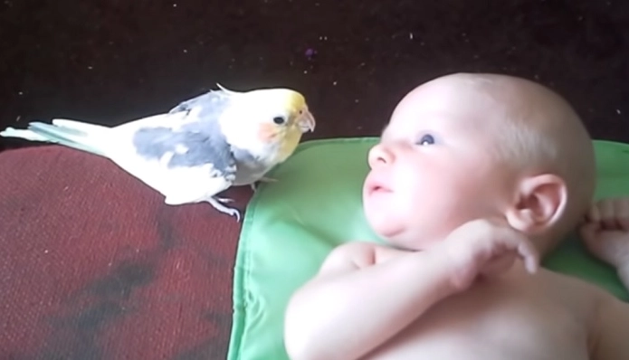 Das süßeste Video des Tages: Vogel singt Baby in den Schlaf