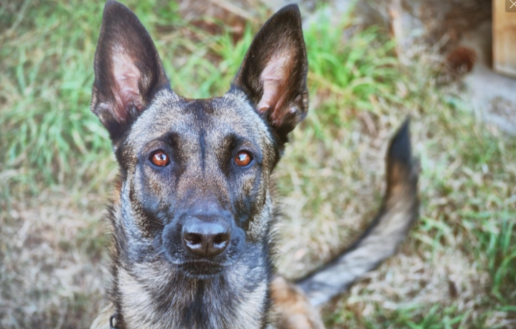 Polizeihund Mayla überführt KiTa-Dieb