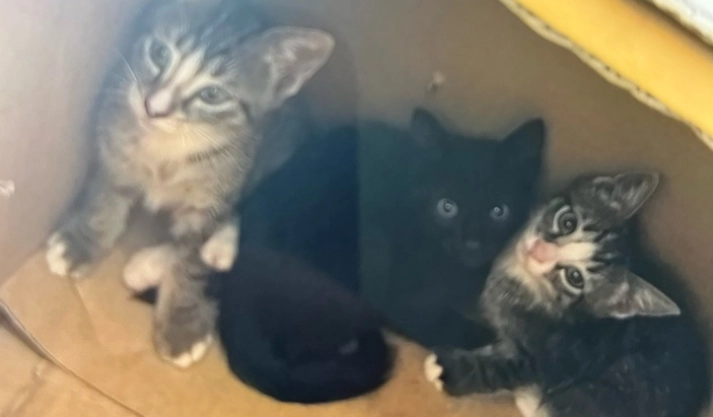 Schockierender Fund in Bochum: Katzenbabys in Karton ausgesetzt