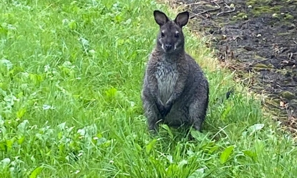 Ausreißer-Känguru nach dreiwöchiger Freiheit eingefangen