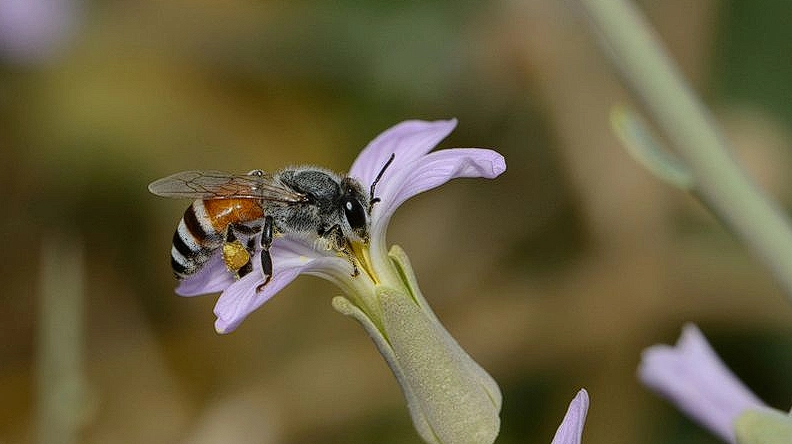 Erstmals in Europa entdeckt: Neue Bienenart löst Besorgnis aus