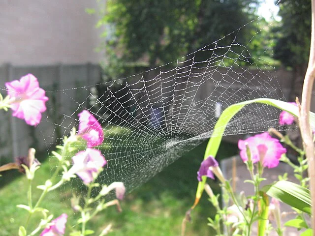 Natürlicher Spinnenschutz: Diese Düfte halten die Krabbler fern