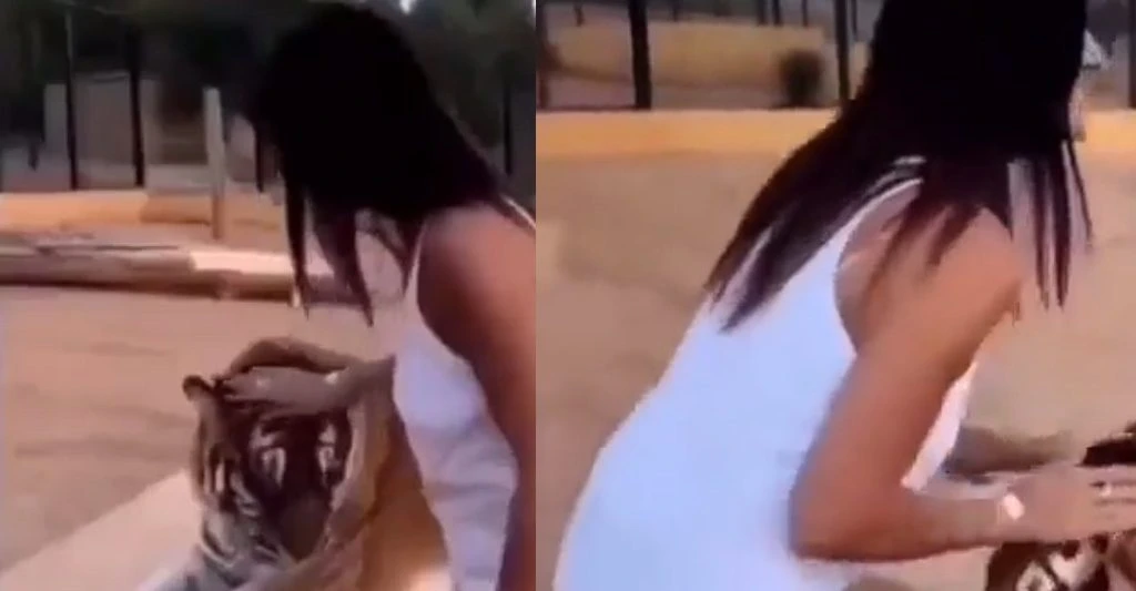 Dieses Video zeigt, warum man keine Tiger streicheln sollte