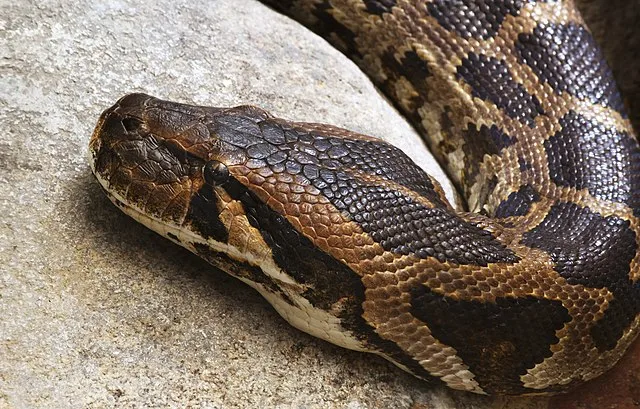 Rätselhafter Reptilien-Fund: Tigerpython in Berliner Park gefunden
