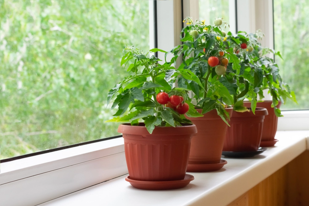 Fehler beim Gießen von Tomaten: Was Sie vermeiden sollten