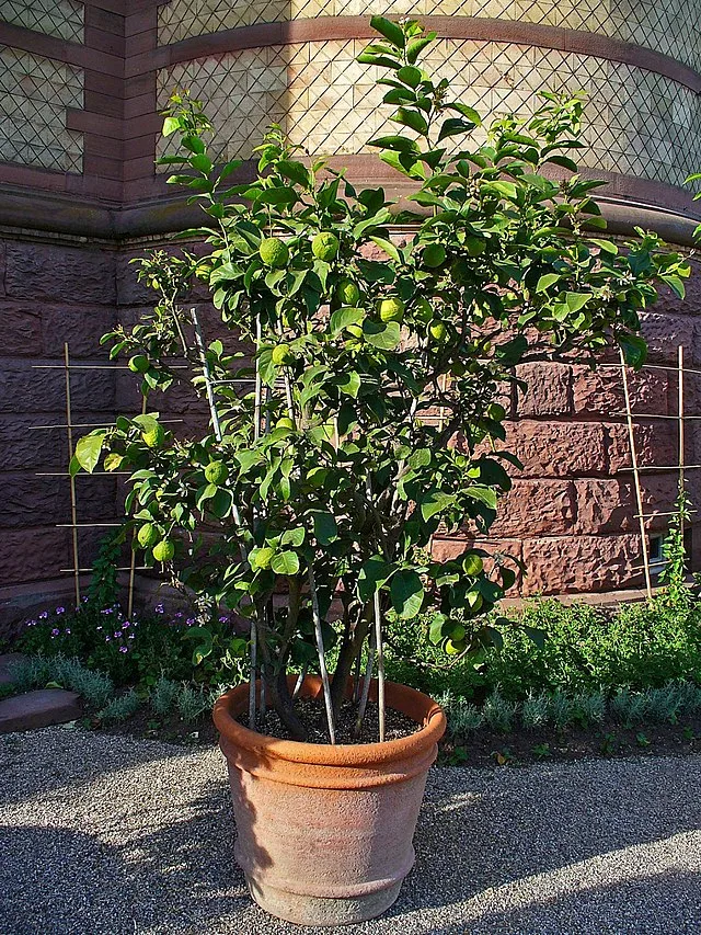 Drei perfekte Bäume zum Anpflanzen in Töpfen, die das ganze Jahr über einen Blickfang im Garten bieten