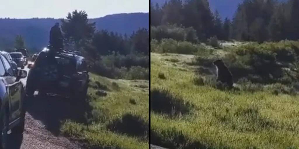 Touristen versuchen, ein Nahbereichsfoto eines Grizzlybären zu machen: Sie lernen schnell eine wertvolle Lektion