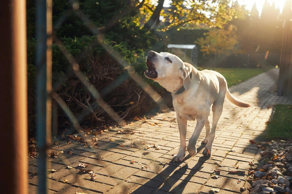 Halte dein Zuhause sicher: Die 16 besten Wachhunde