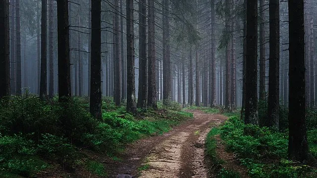 Niederösterreich plant neuen Nationalpark im Herzen der Region