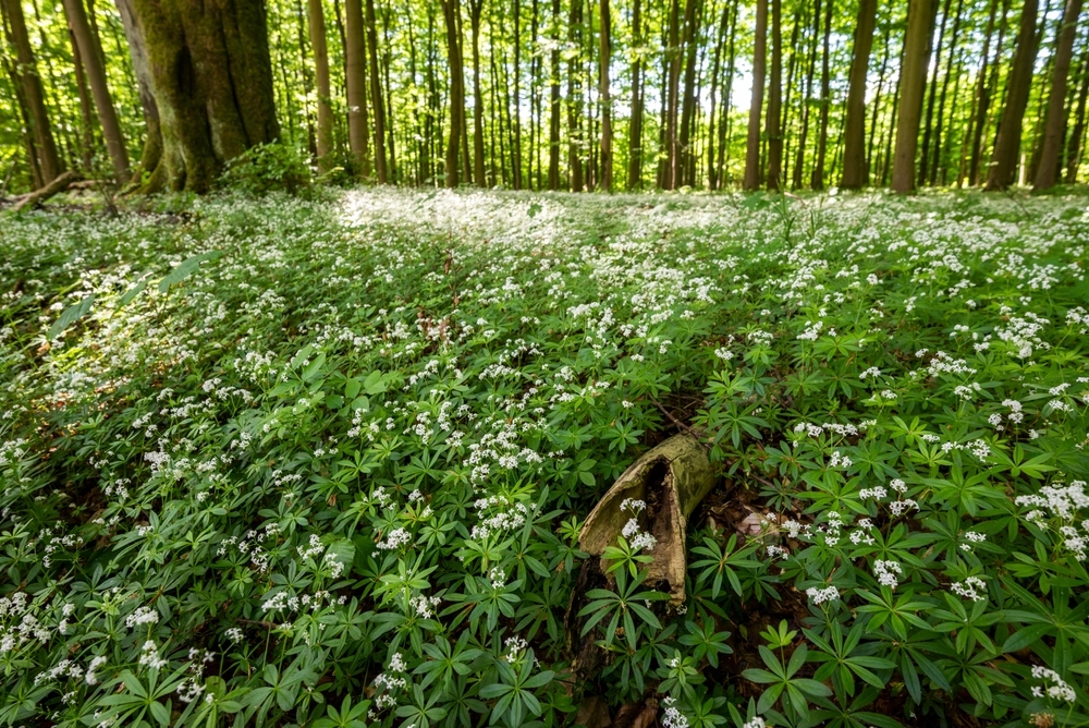 Waldmeister: Vom aromatischen Kraut zur giftigen Gefahr?