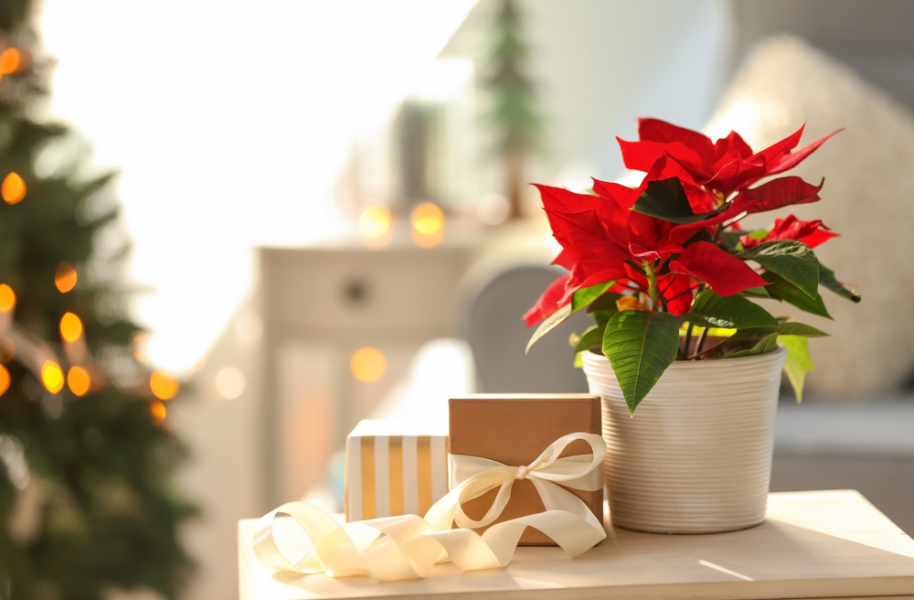Ein Adventskalender statt toxischer Vorsätze: Diese Frau hat einen Adventskalender voller Selbstliebe