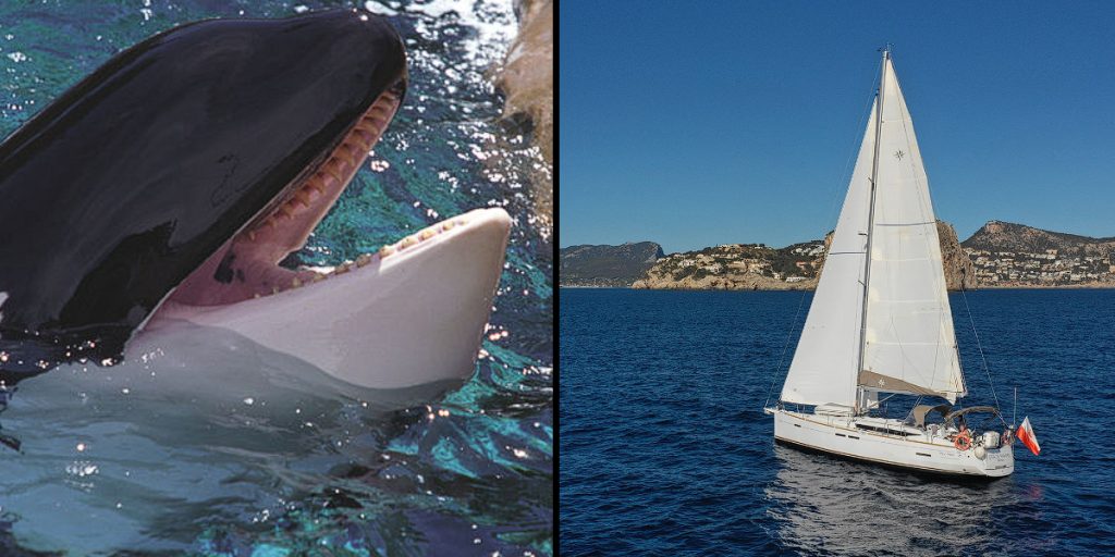 Yacht nach 45-minütigem Kampf mit Schwertwalen gesunken