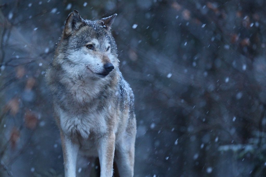 Wolfsübergriffe in Europa: EU-Kommission reagiert mit Schutzstatusänderung
