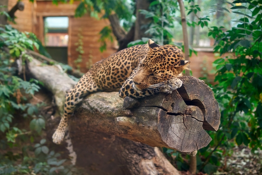 54 Tiere verschwunden aus Zoo: Warum 54 seltene Tiere plötzlich verschwunden sind