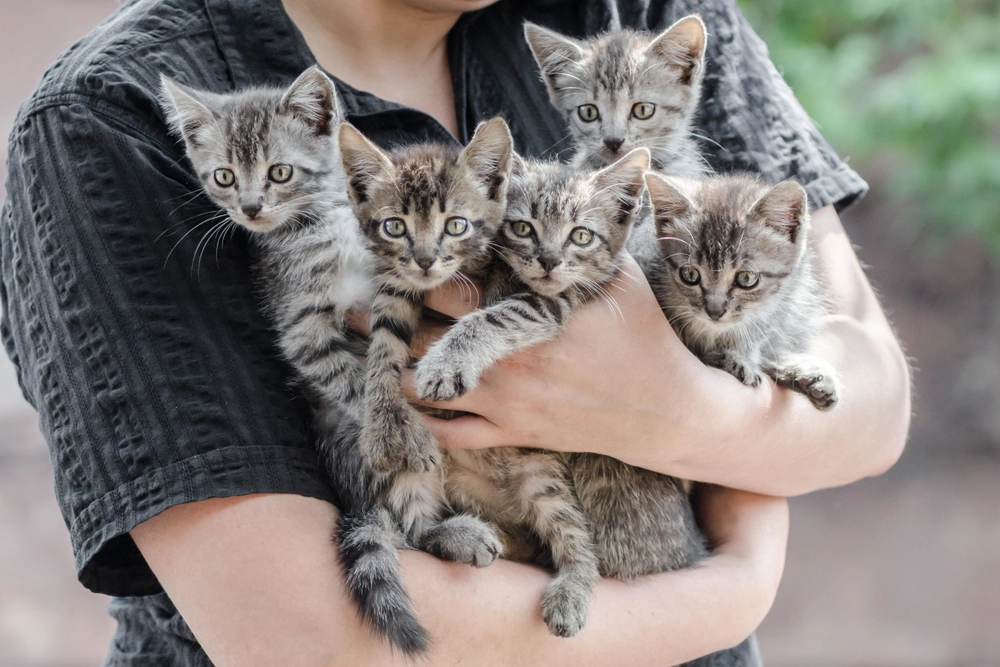 Denken Sie darüber nach, eine Katze zu adoptieren: 11 Vorteile einer erwachsenen Katze gegenüber einem Kätzchen