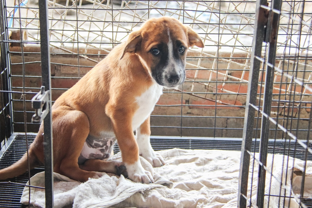 Mach einen Unterschied im Leben eines Hundes: 12 Gründe, warum du einen Mischling adoptieren solltest