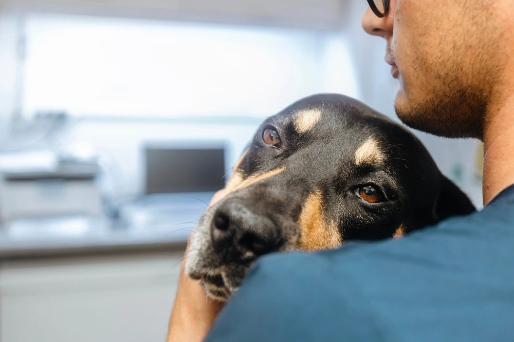 Hat Ihr Hund beginnende Alzheimer? Hier sind die Symptome – und einige Tipps zur Behandlung