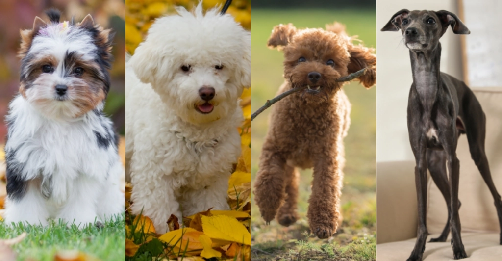 25 der kleinsten Hunderassen, die Sie kennen sollten, wenn Sie keine großen Hunde mögen