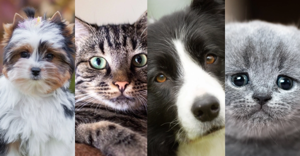 Hund oder Katze? Das perfekte Haustier für dein Sternzeichen
