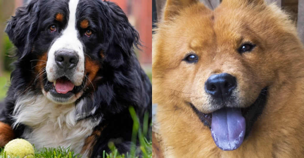 15 flauschige Riesen: Diese Hunde sind die ultimativen Kuschelmonster