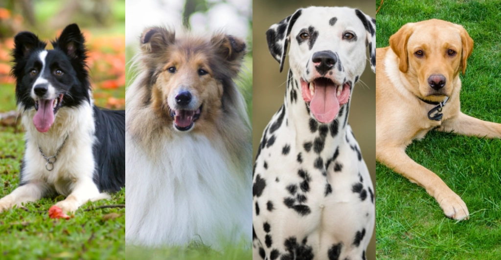 Meiden Sie diese 25 beliebten Hunderassen, wenn Sie keine Hundehaare mögen