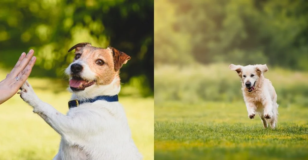 Schau dir die Liste an: Gehört dein Hund zu den 13 intelligentesten und charmantesten Hunden der Welt?